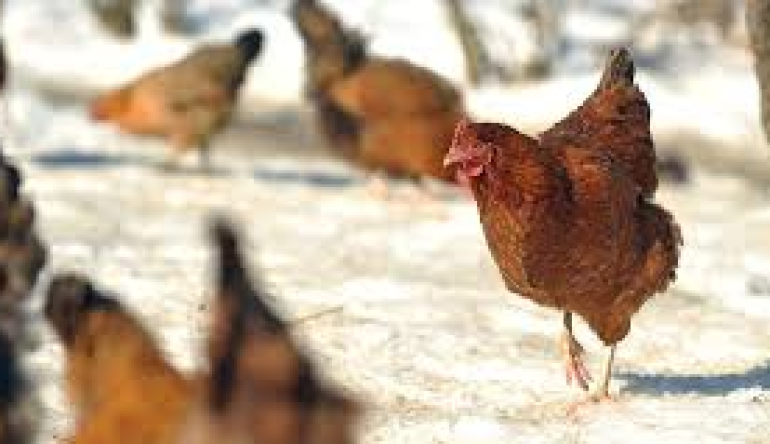 Pticja-gripa-u-Spickovini