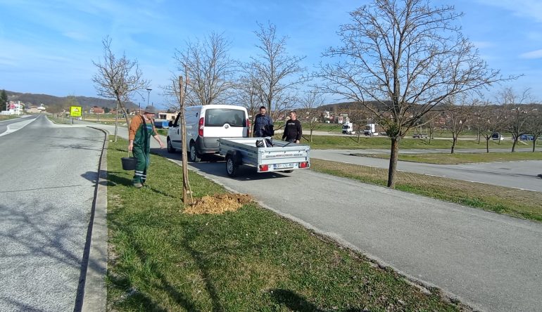 Zasadeno-15-sadnica-javora-5